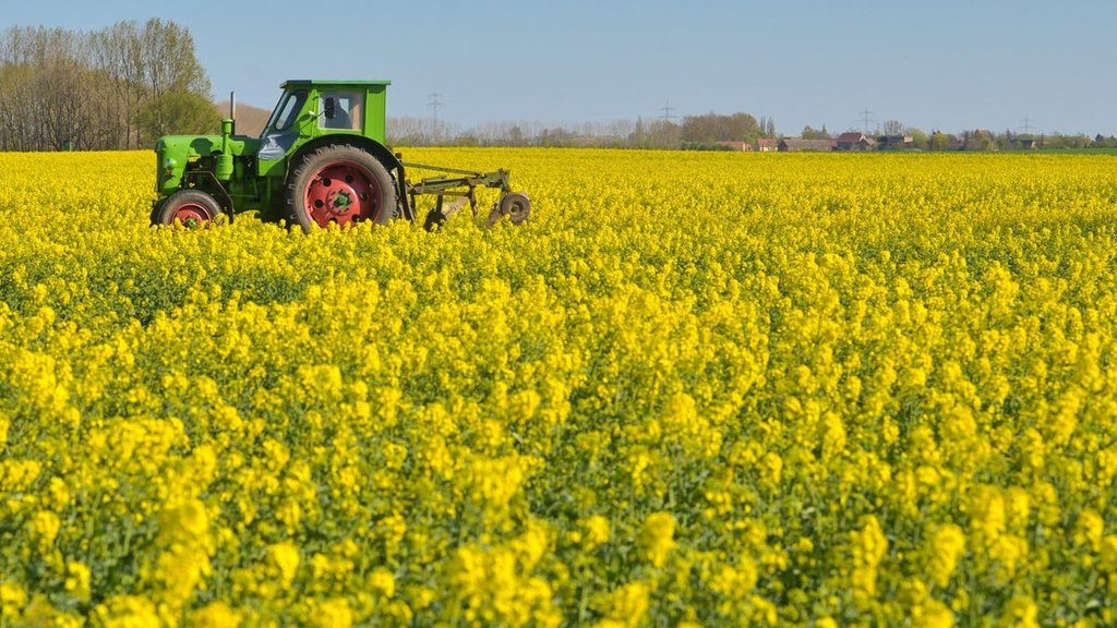 Canola Ueleg: Urspronk als Krichs-Hëllef